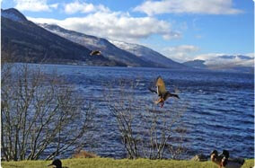 resident duck taking flight over Loch Earn